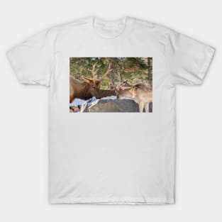 Watering Rock T-Shirt